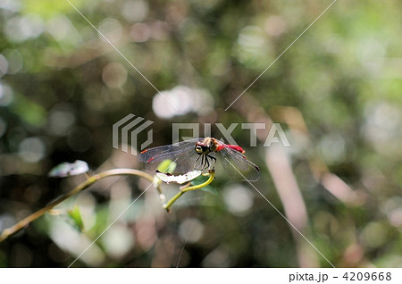 緑の中の赤トンボ 4209668