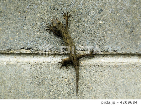 ブロック塀をよじ登るヤモリ 4209684