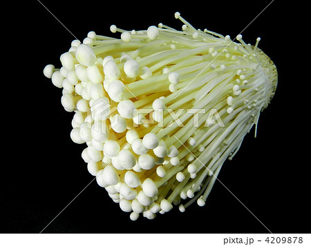 エノキダケ（えのき茸） 4209878