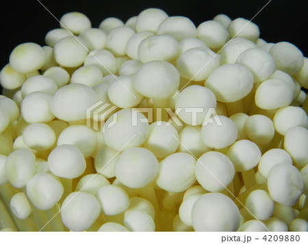 エノキダケ（えのき茸） 4209880