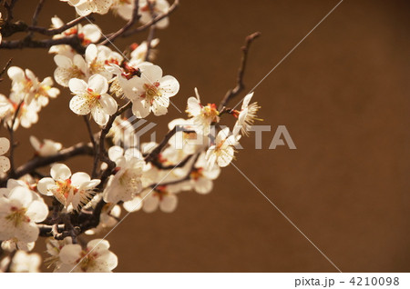 3月　ハクバイ・バラ科213 4210098