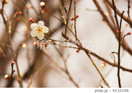 3月　ハクバイ・バラ科220 4210106