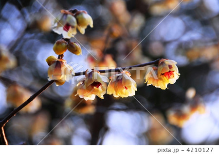 京都の蝋梅 4210127