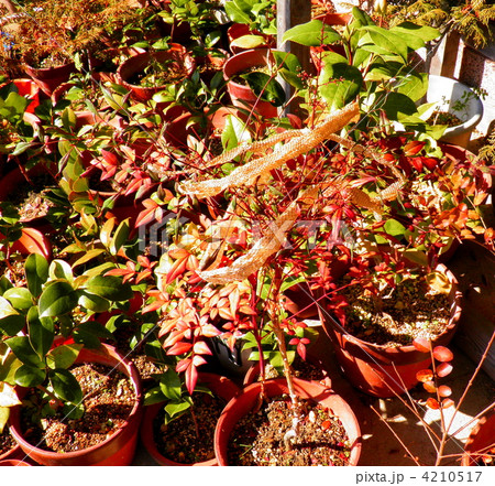 金運招く蛇の脱皮・珍品! 金運招く蛇の脱皮・珍品! 4210517