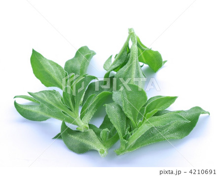 アイスプラント アイスプラント 4210691