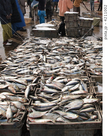 セネガル：サン・ルイの魚市場 4211002