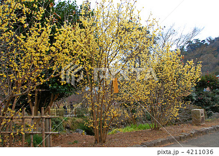 蝋梅(ろうばい) 蝋梅(ろうばい) 4211036