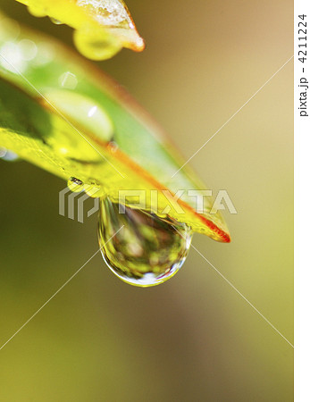 朝露　葉っぱに溜まった水滴　エコイメージ　自然イメージ　イメージ素材　背景素材 4211224