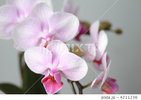 胡蝶蘭 胡蝶蘭 4211236