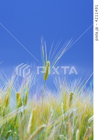 麦畑 4211491