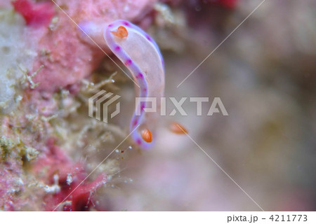 ウミウシ 4211773