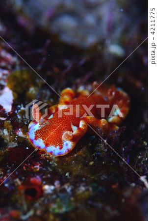 ウミウシ 4211775