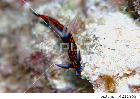 ウミウシ 4211805