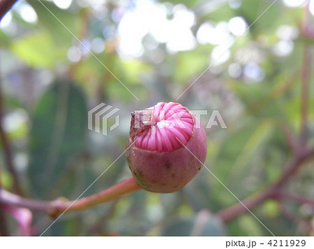 ユーカリの花のつぼみ 4211929