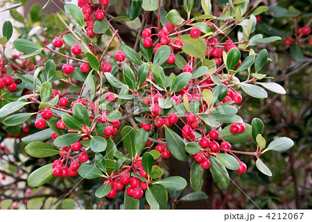 モッコク果実 4212067