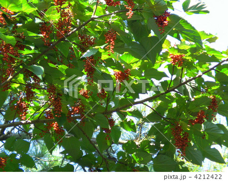 イイギリ 4212422