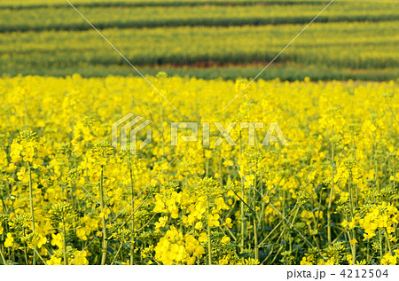 羅平の菜の花畑 羅平の菜の花畑 4212504