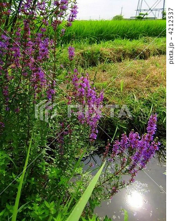 盆花としても使われますミソハギ 盆花としても使われますミソハギ 4212537