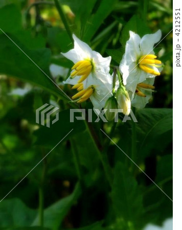 清楚なワルナスビの花 清楚なワルナスビの花 4212551