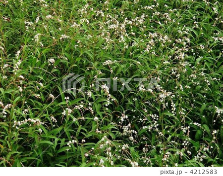 綺麗なサクラタデの群生 4212583