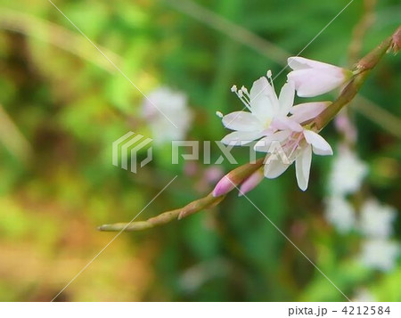 ほんとに綺麗な白花サクラタデの花 4212584