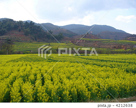 雲南省普洱 景谷の菜の花畑 雲南省普洱 景谷の菜の花畑 4212638