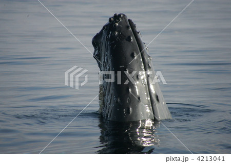 ザトウクジラのスパイホップ　1 4213041