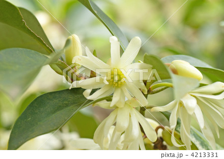 シキミの花 4213331