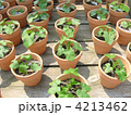あさがお 4213462