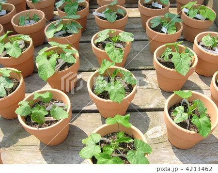 あさがお あさがお 4213462