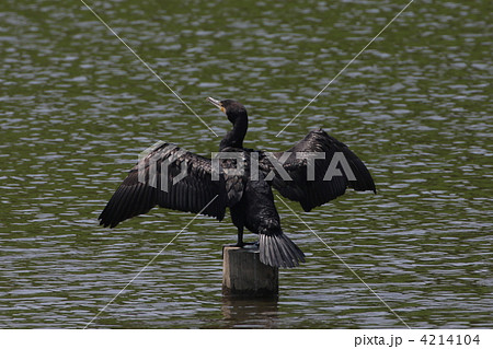 カワウ カワウ 4214104