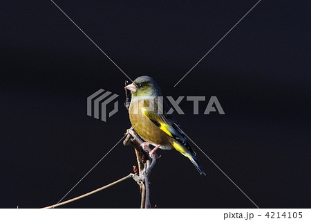 カワラヒワ 4214105