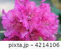 シャクナゲ 4214106