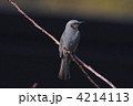 ヒヨドリ 4214113