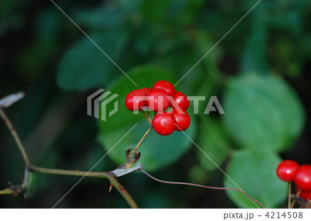 サルトリイバラ果実 4214508