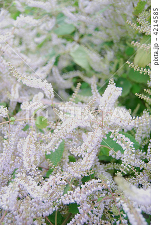 中城城址の吹雪花 4214585