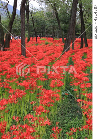 巾着田の彼岸花 4214587