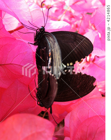 花上の愛 4214865