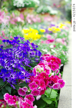 花壇 花 花壇 花 4215074