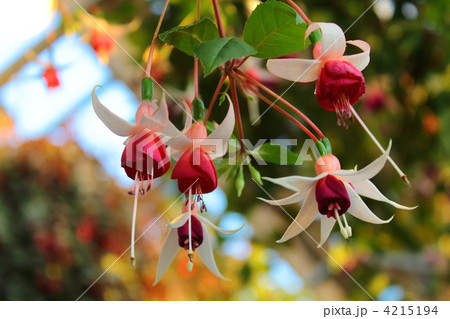 フクシアの花 フクシアの花 4215194