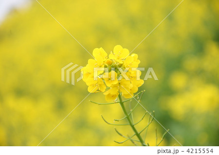 菜の花 4215554