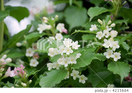 箱根空木 箱根空木 4215684