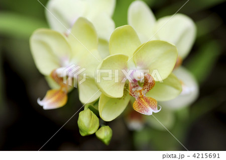 デンドロビューム 4215691