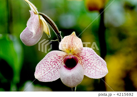 パフィオペディルム パフィオペディルム 4215692