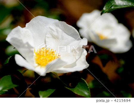 ナツツバキ 4215694