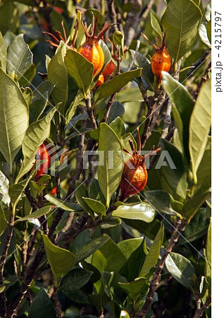 クチナシの実 4215797