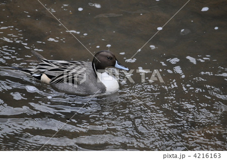 オナガガモ・尾長鴨 4216163