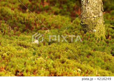杉苔 4216249