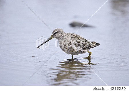 オオハシシギ 4216280