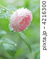 水滴のついたピンクのバラ 4216300